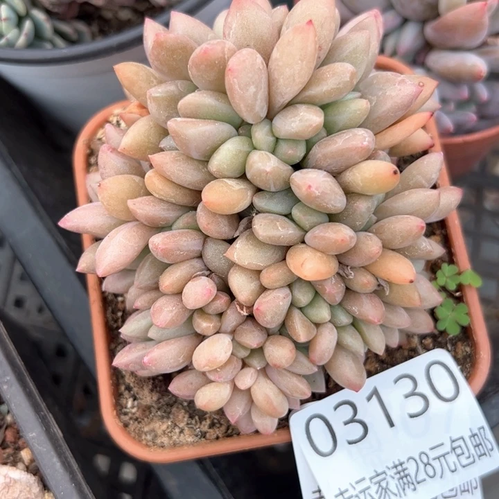 幸运的是我的朋友