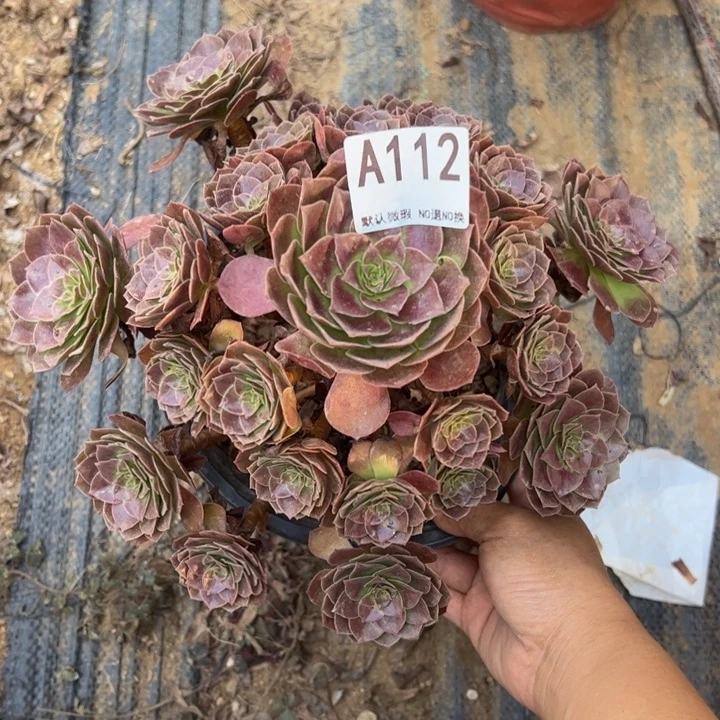 赤炎链多肉植物112.