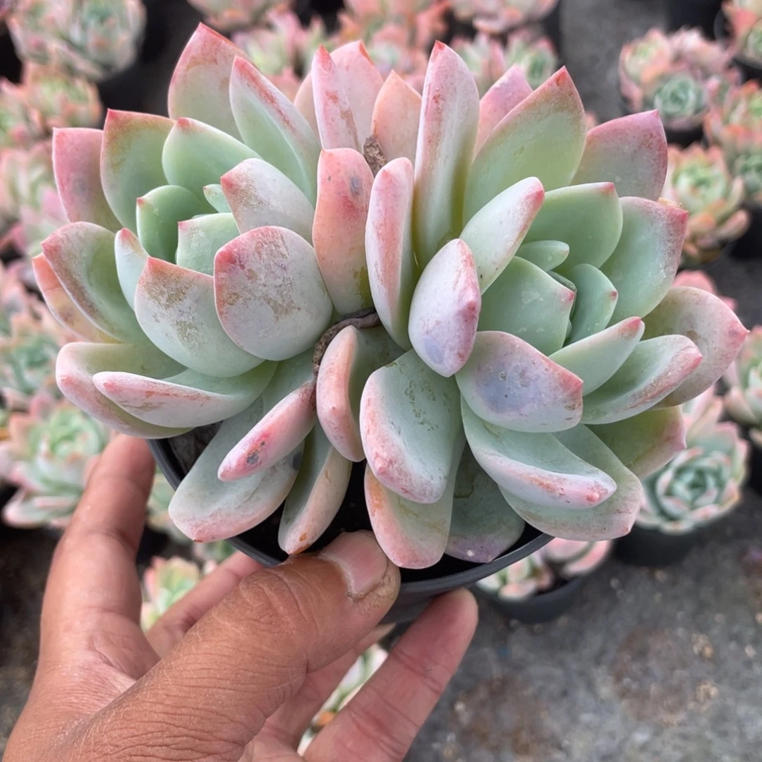 1816  凤橙  六月六