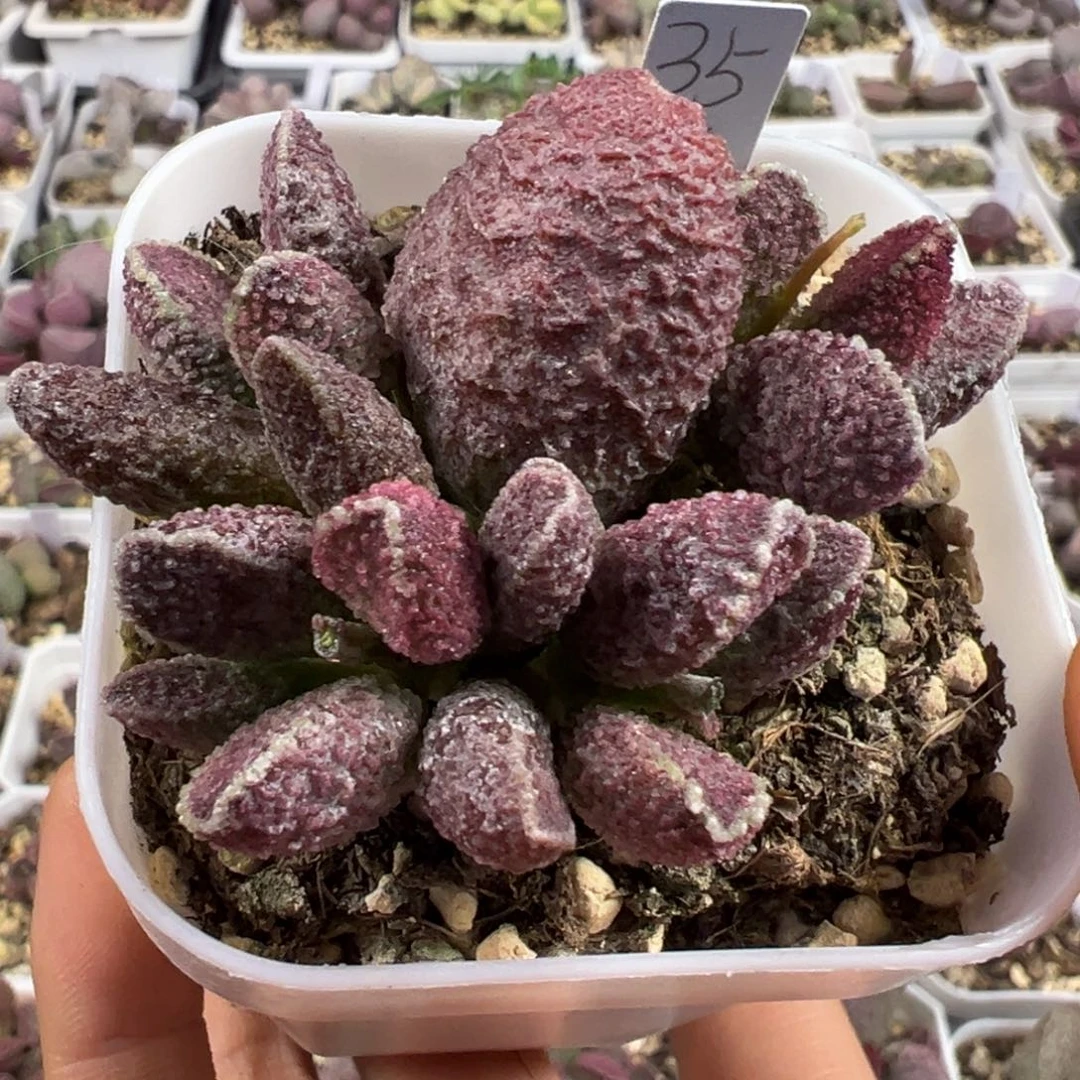 悠**光紫水晶多肉植物水泡