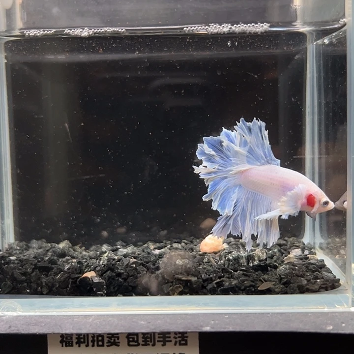 斗鱼竞拍跑单拉黑24日48