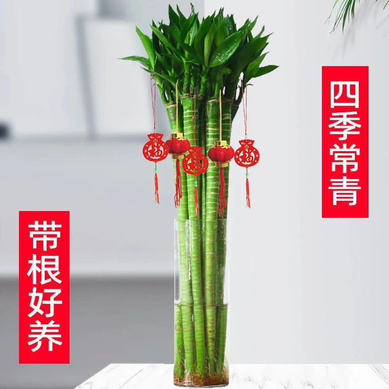 文昌竹龙竹支带根水养富贵转运竹节节高水培植物室内客厅植物