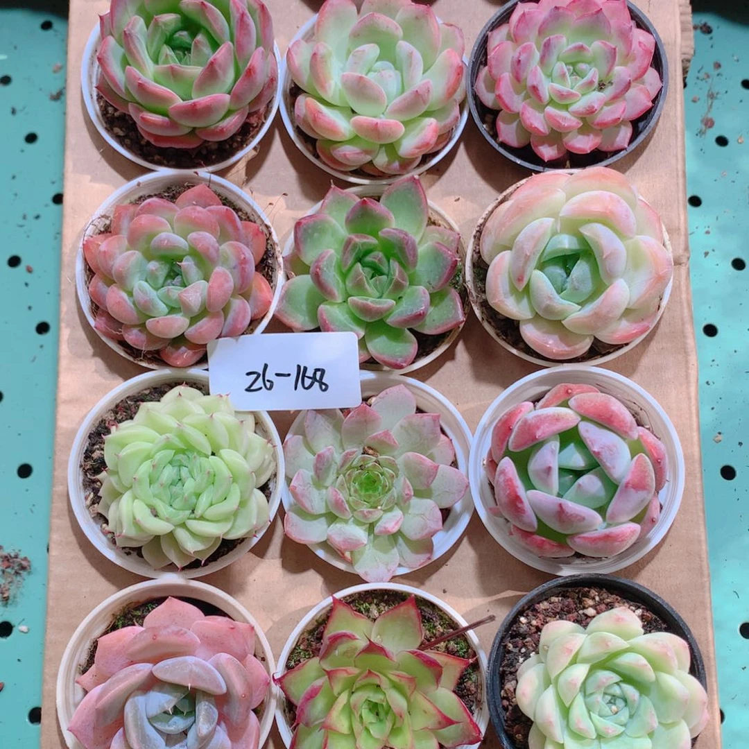 26-168一物一拍带盆18颗