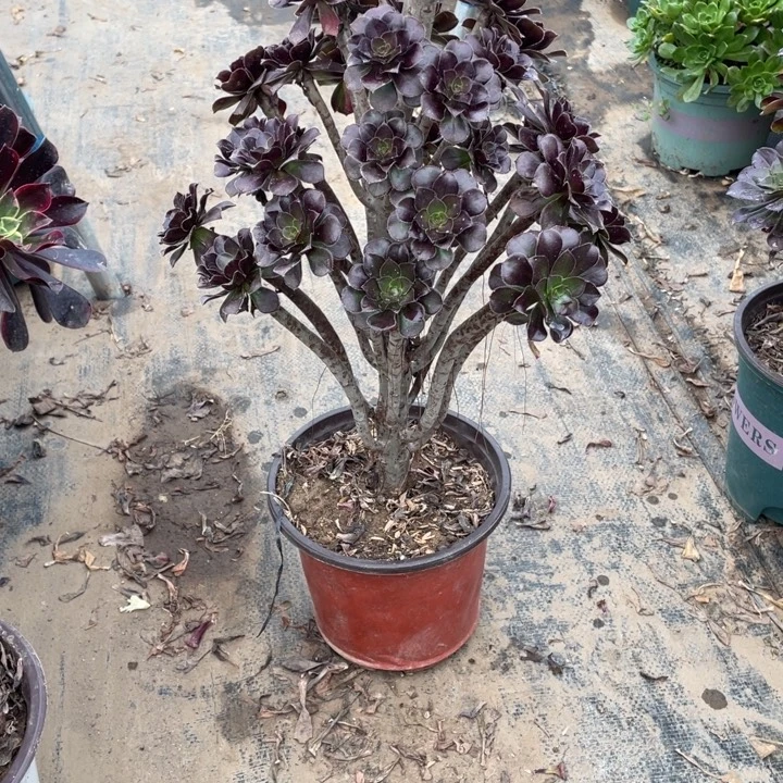 62黑法师多肉植物多肉多肉
