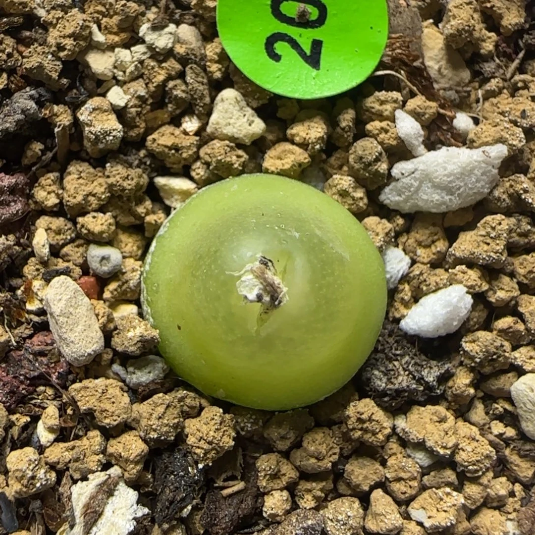 大葫芦1.4多肉植物201