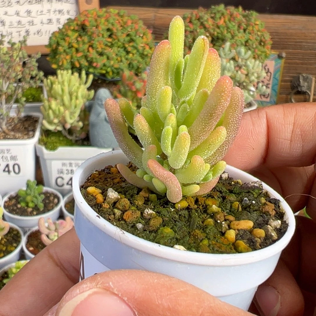 20-087钻石黄锦带一点拉丝锦