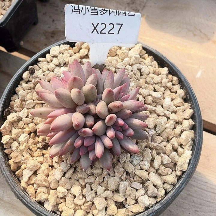 玲***6我是第一百个为妖刀应援的阴阳师