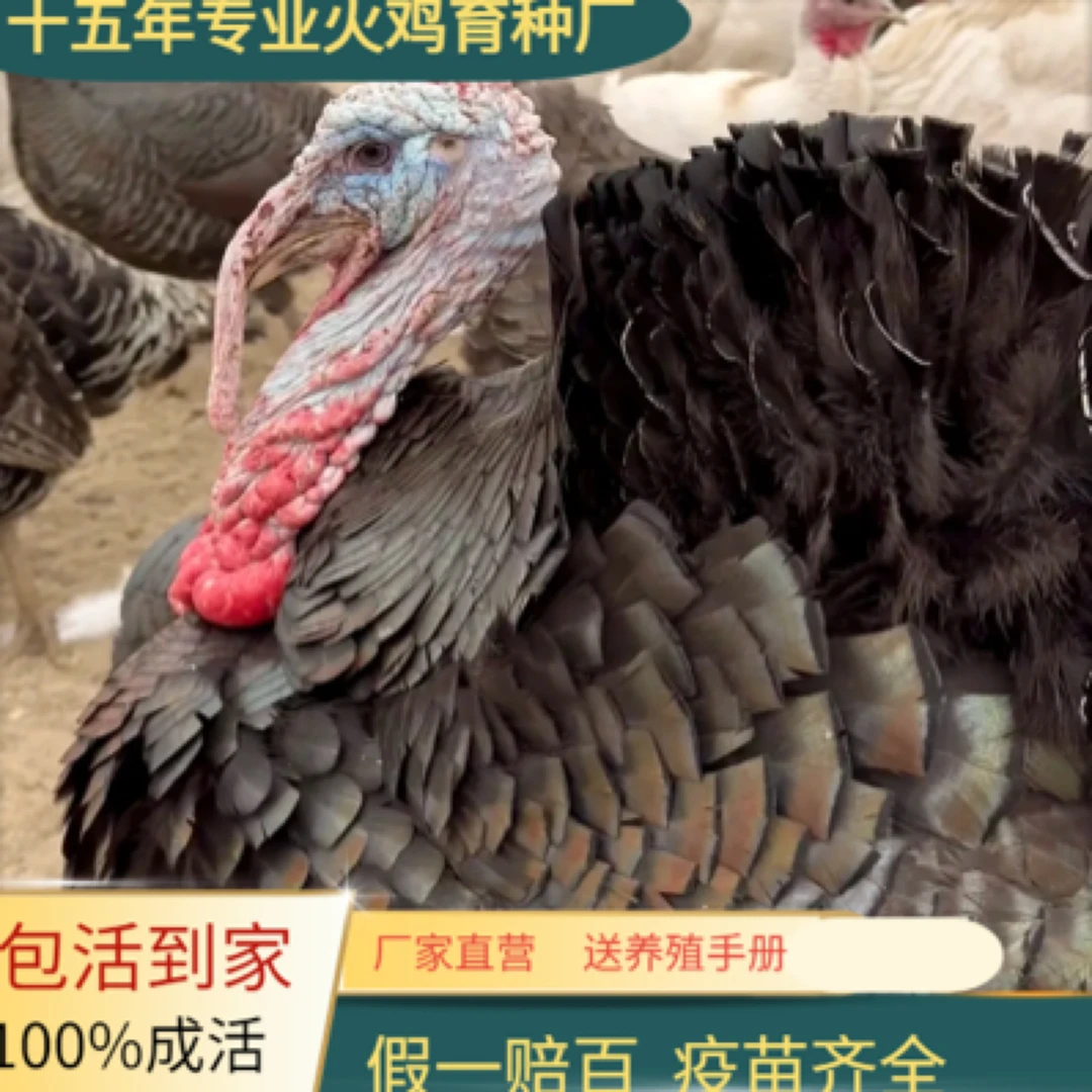 红火鸡杂交大青铜3斤半---4斤左右