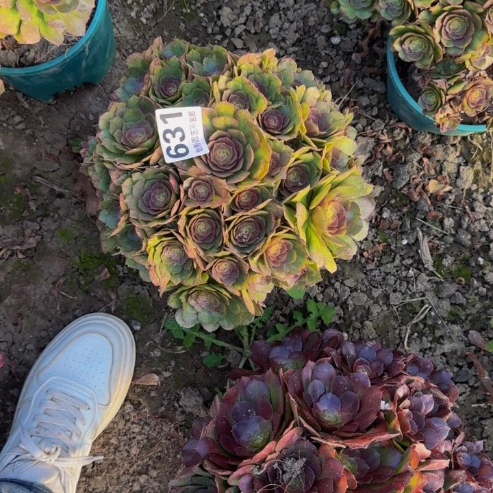 万圣节花27-49包邮花花