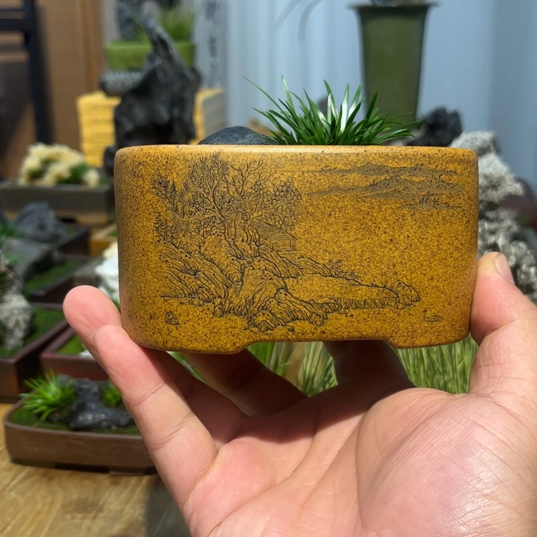 沿***镇紫砂花盆➕附石菖蒲