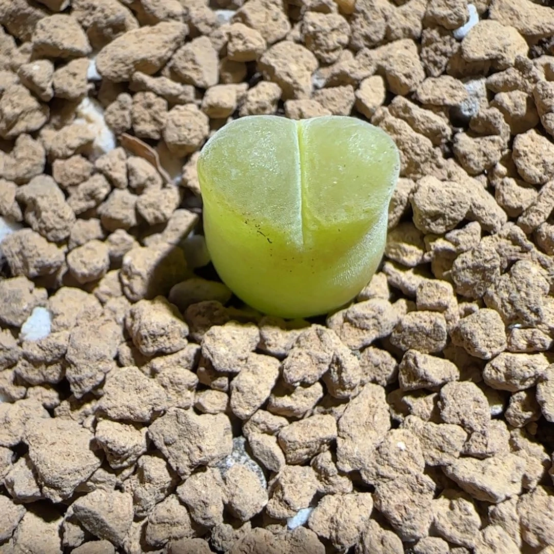 肉锥多肉植物好看-温莎城堡1590