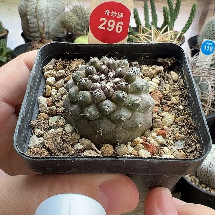 实生有刺尤仙人3.9cm