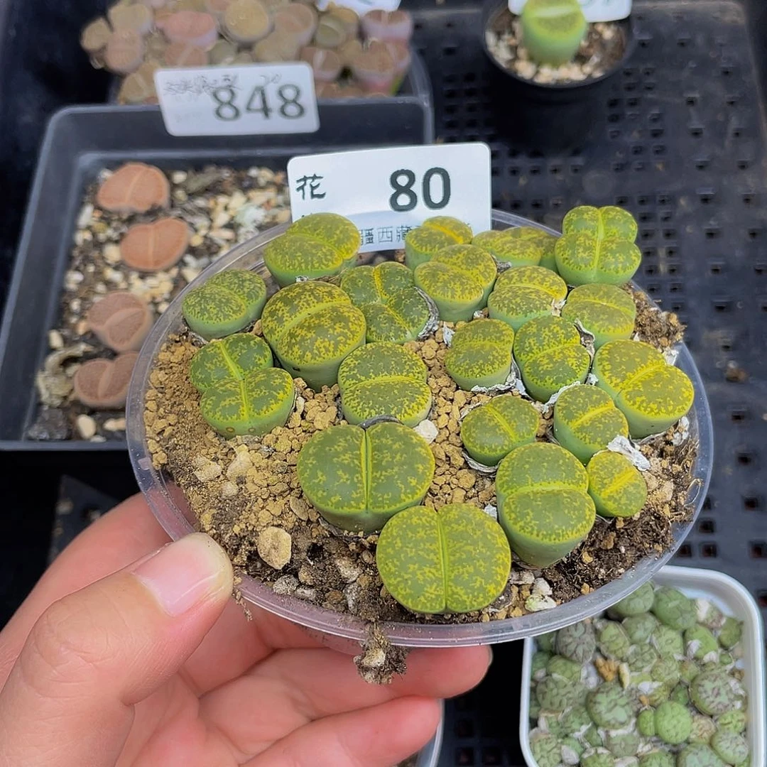 8000000000000花花花花花花花花花花