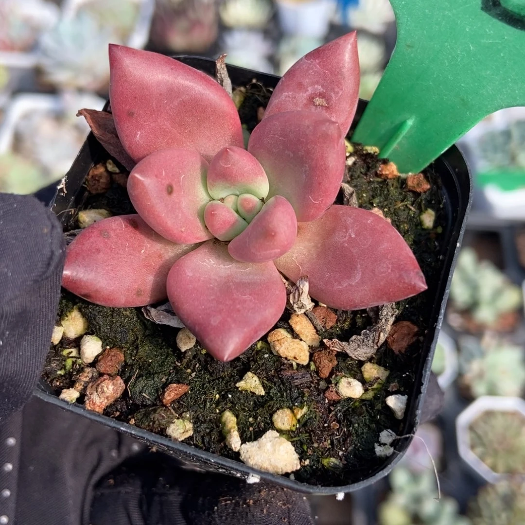 1657赫菲多肉植物多肉