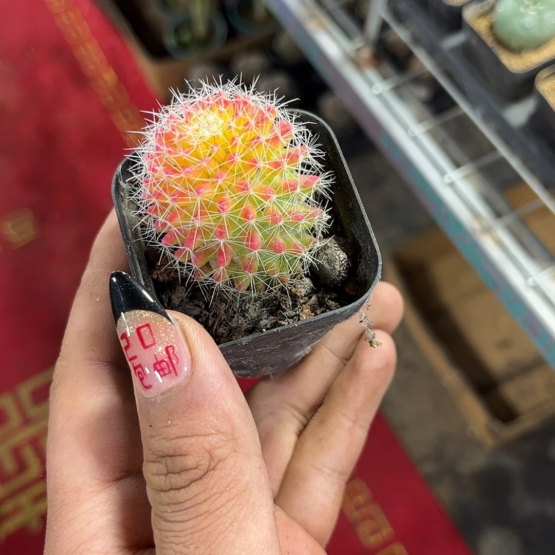 新手不好养红娜丸单头发货有根发货