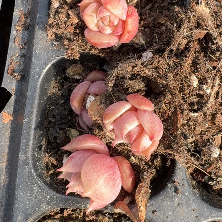 贝加尔湖一物一拍