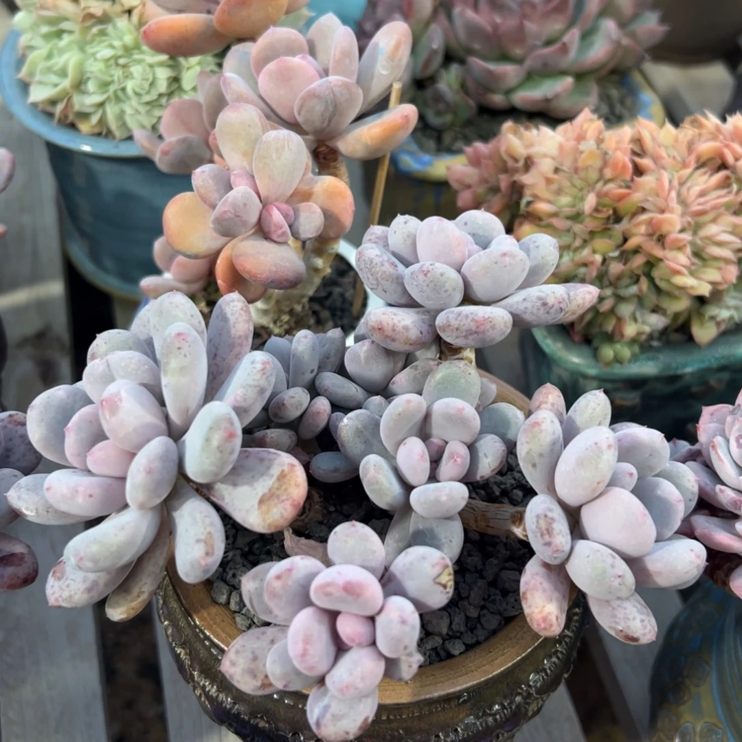 香香雪老桩群生无砍