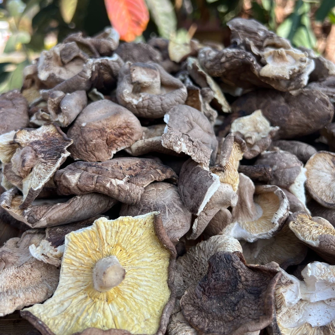 高山自然生长干香菇 阳光晾晒 干香菇