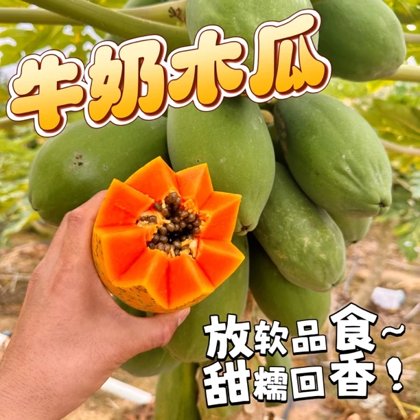 树上熟红心牛奶木瓜【整体摁得动才能切】 2-6个果 4.5斤 顺丰