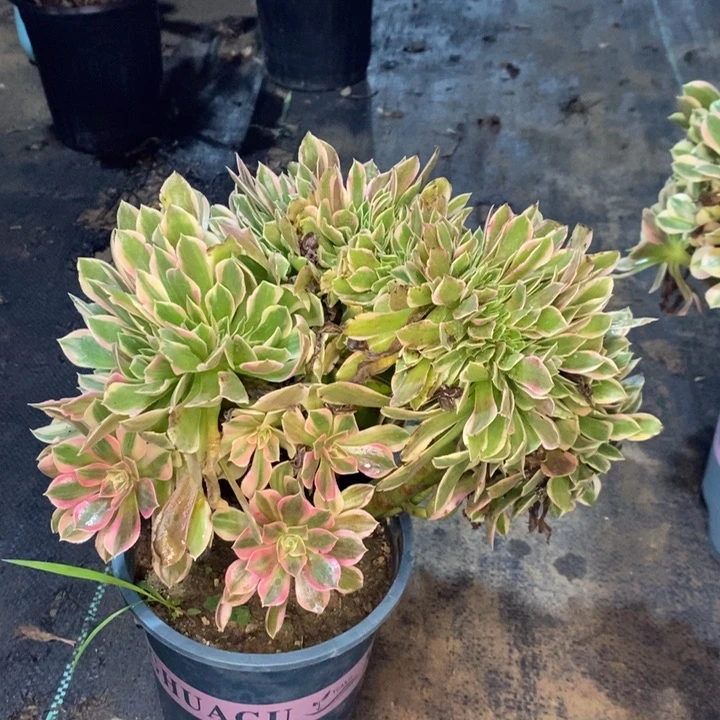 女神缀多肉植物028