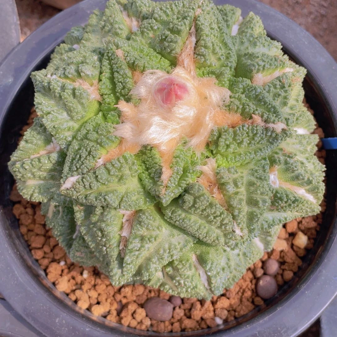 自根龟甲牡丹福利