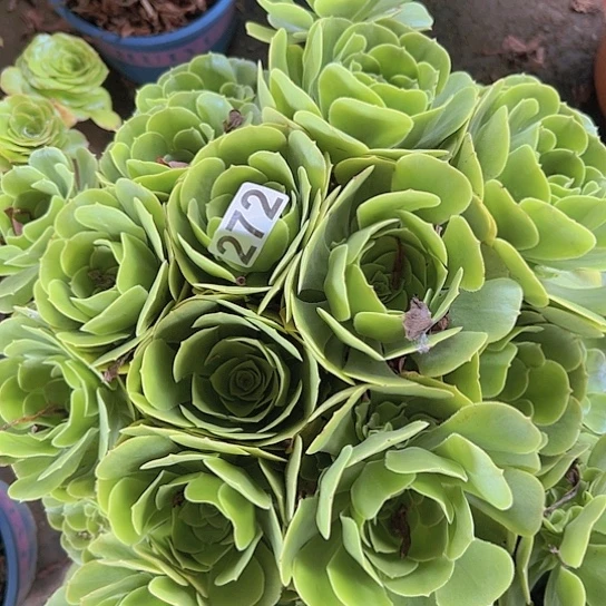 一***一多肉植物一个绿玫瑰