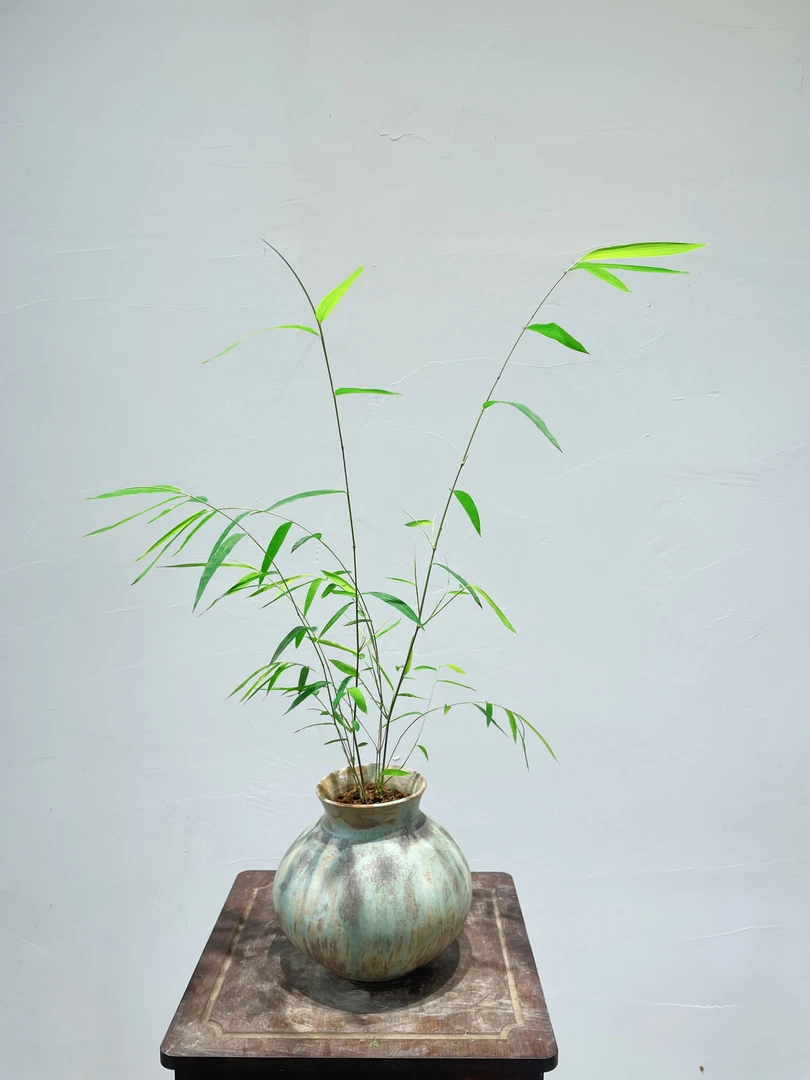 【内门竹】高山竹室内观赏竹盆景耐阴南方北方好养易活顺丰包邮