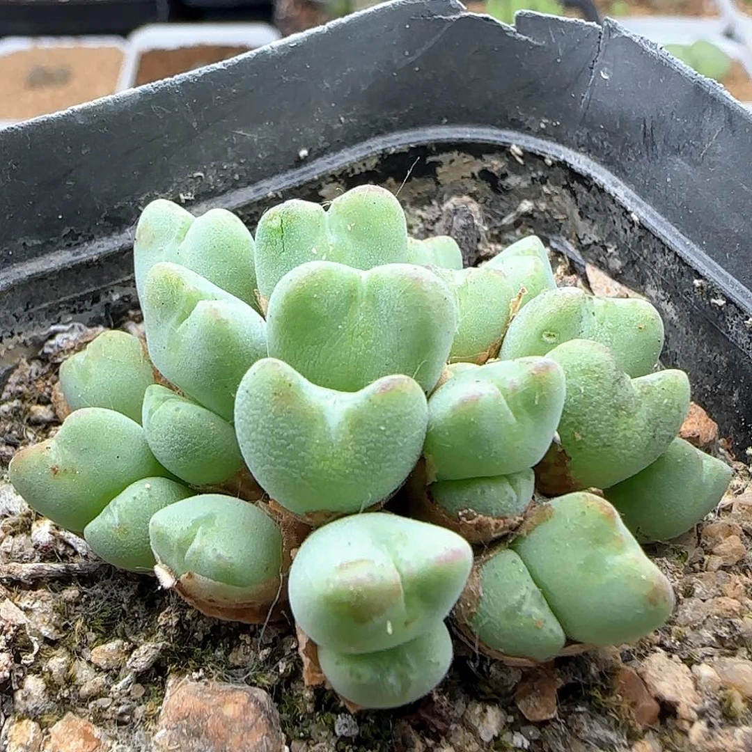 开播福利来啦39676