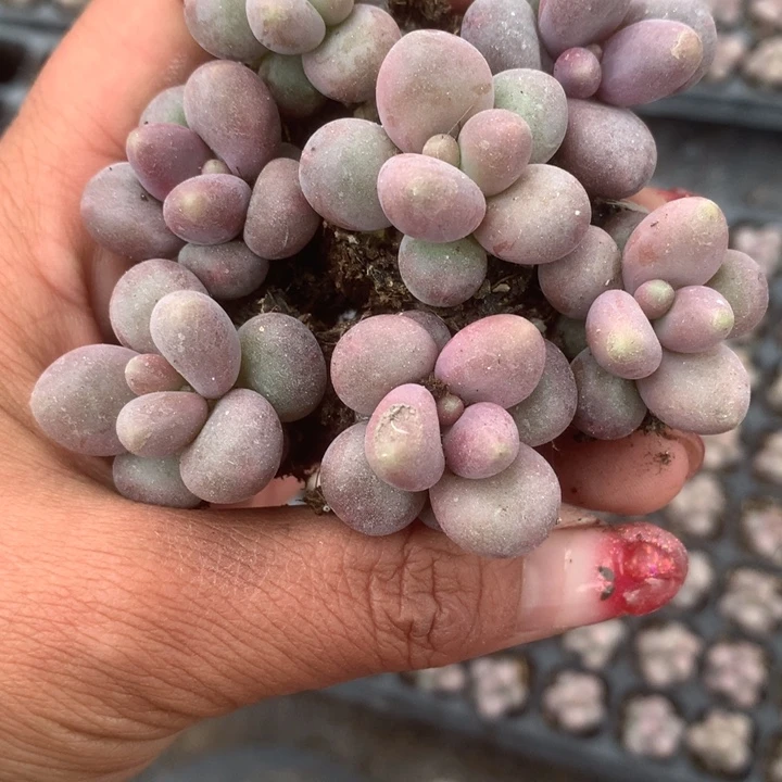 糖果。 拍3发4。 拍5发7。；满9.99包邮不满9.99发叶子）