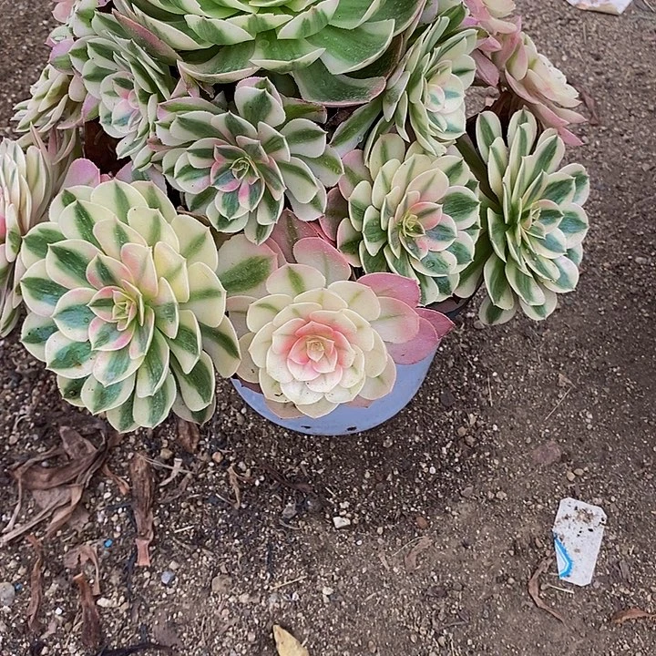牛***新多肉植物倾城377多肉补差价