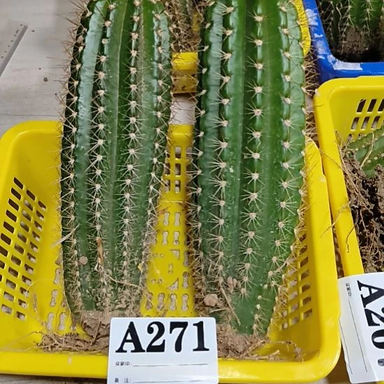 当前无花栽培后可以开花a271