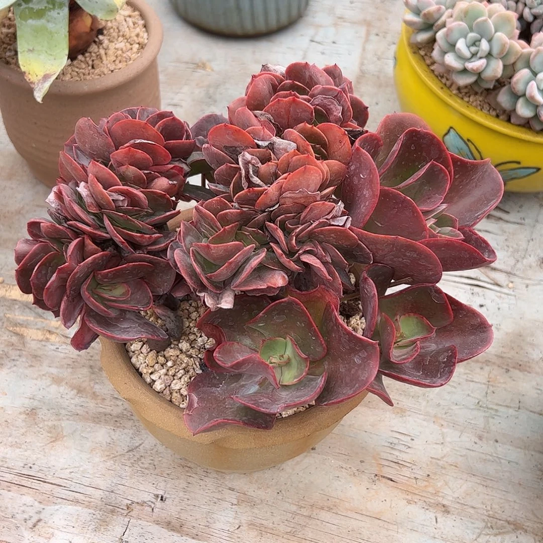 若涛28 零零多肉植物