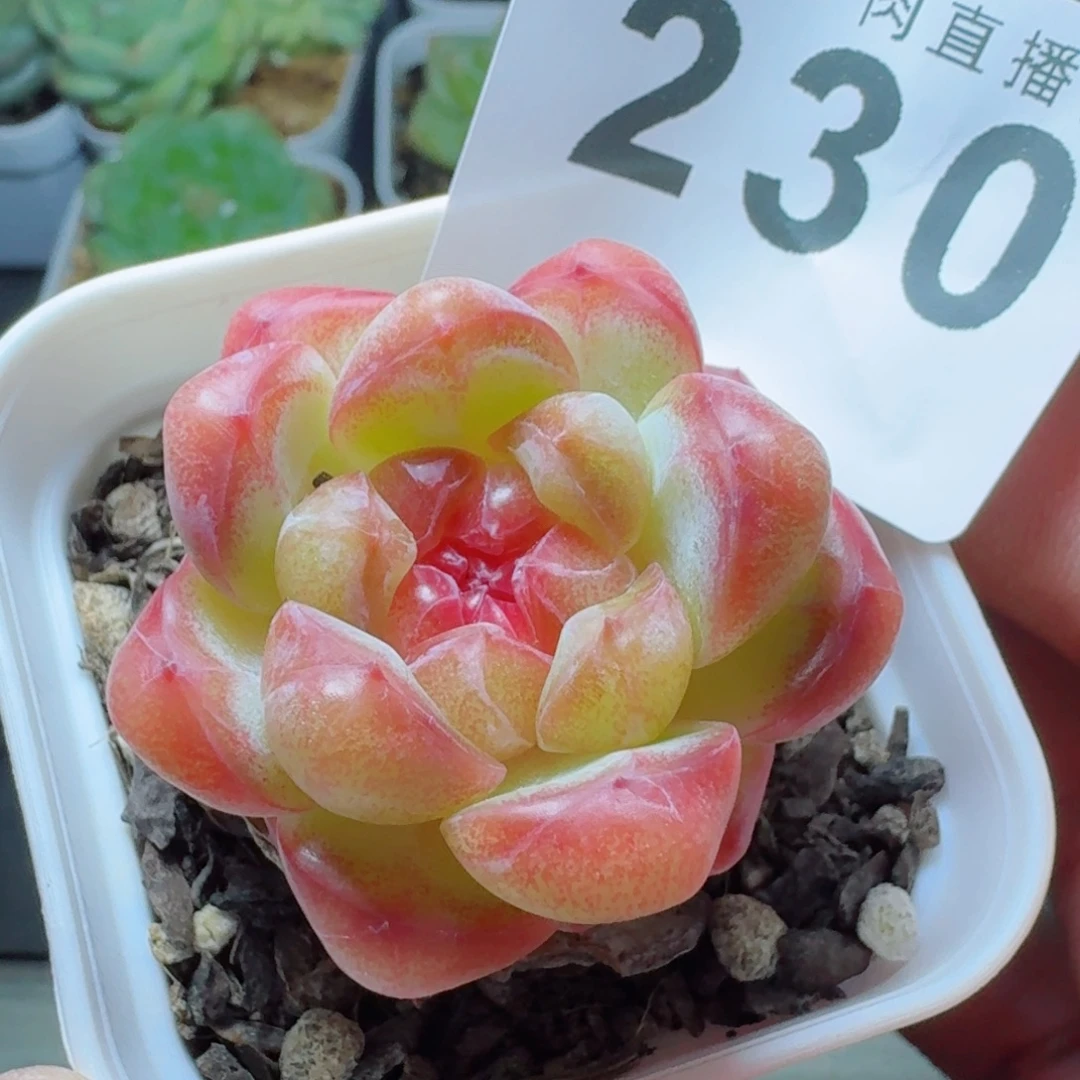 甜茶珍妮            精美多肉植物