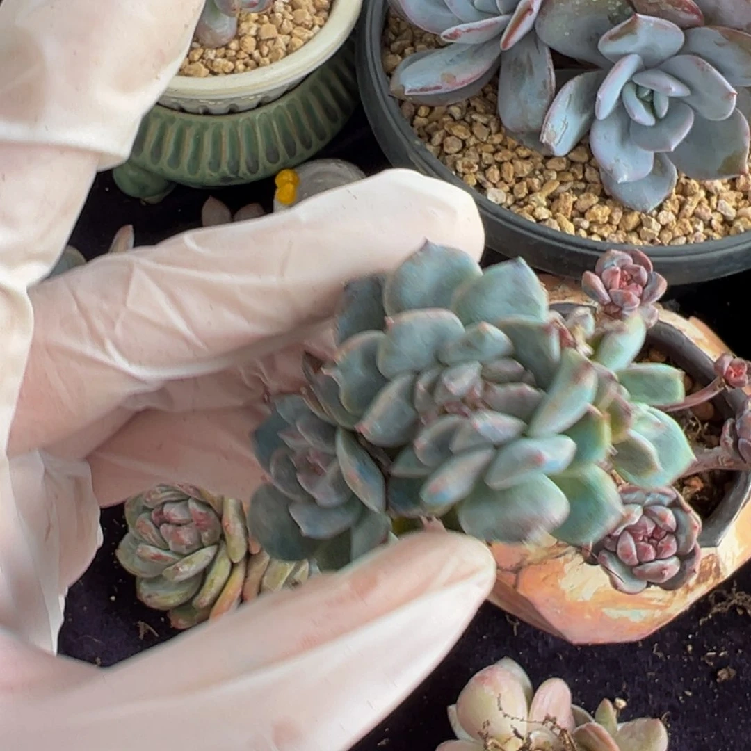 新年快乐 新年快乐