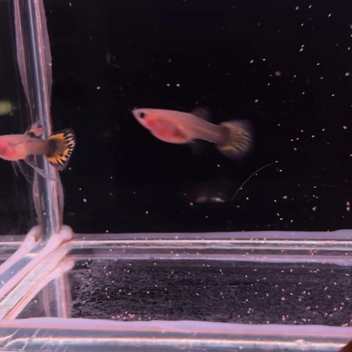 孔雀鱼金葵花玻璃猫缎带公普通母1对