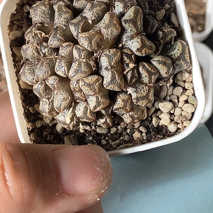 ?*霉桃喜花园0220-79勋章