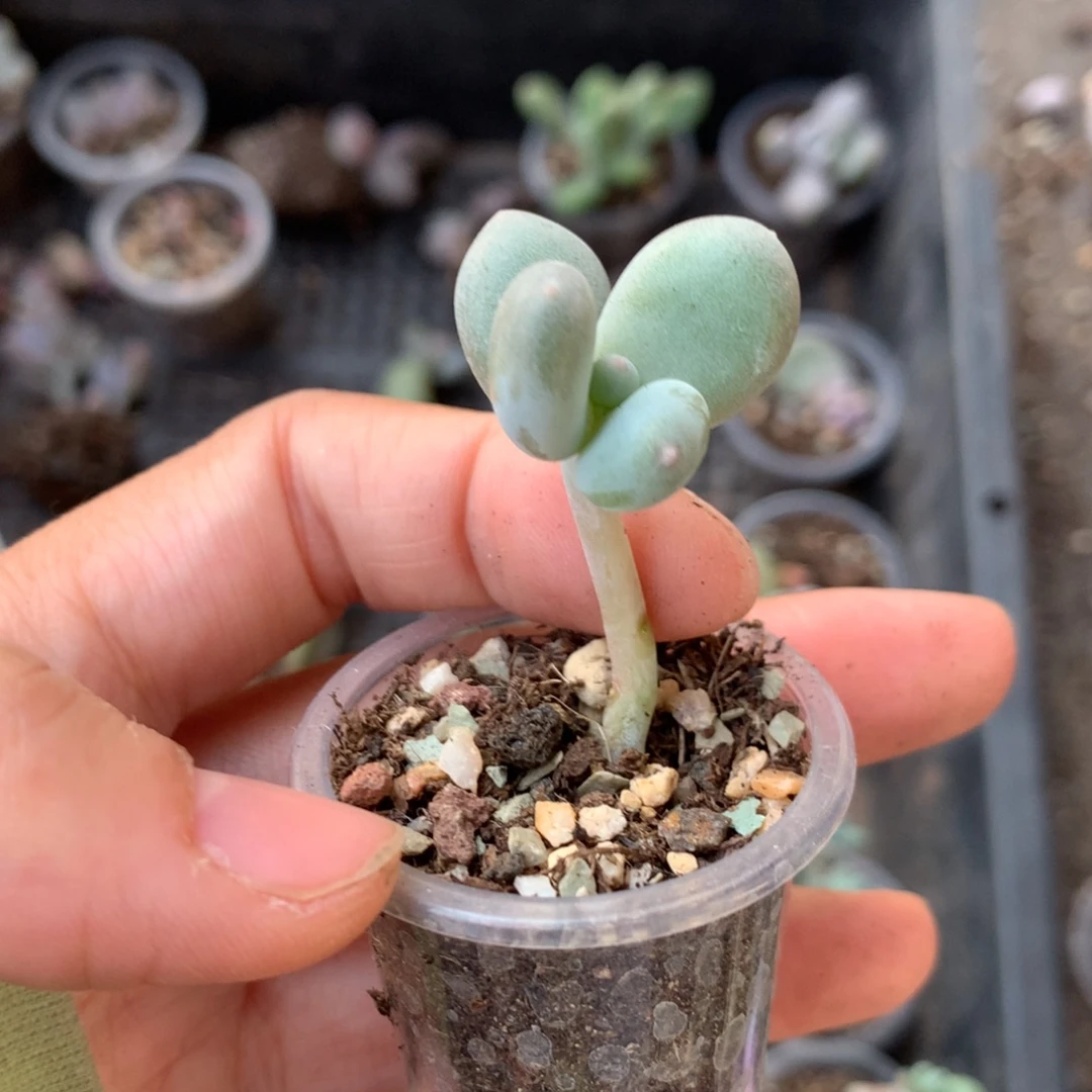 黄金姐大叶奶大叶奶