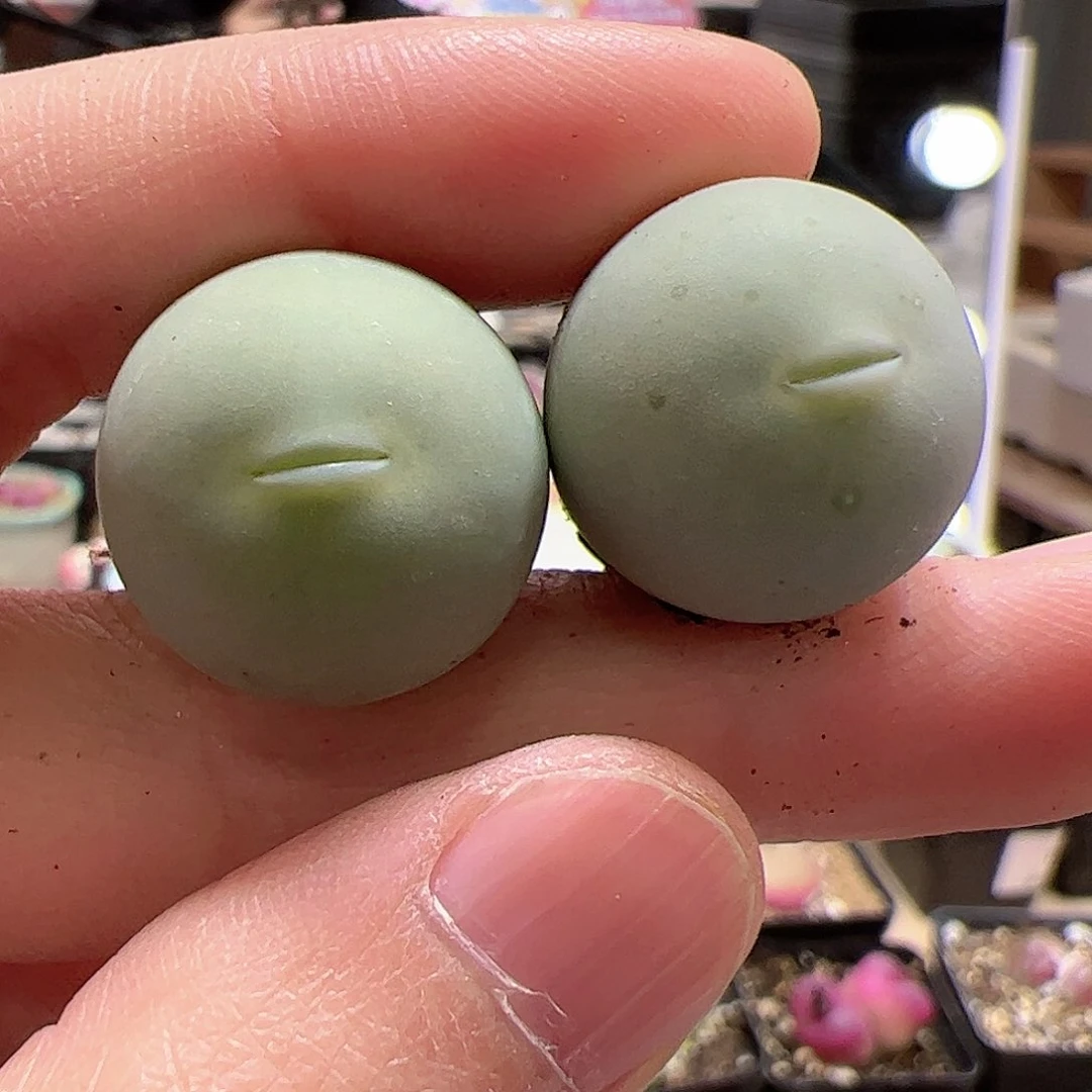 【闪购商品】104 鸽子蛋