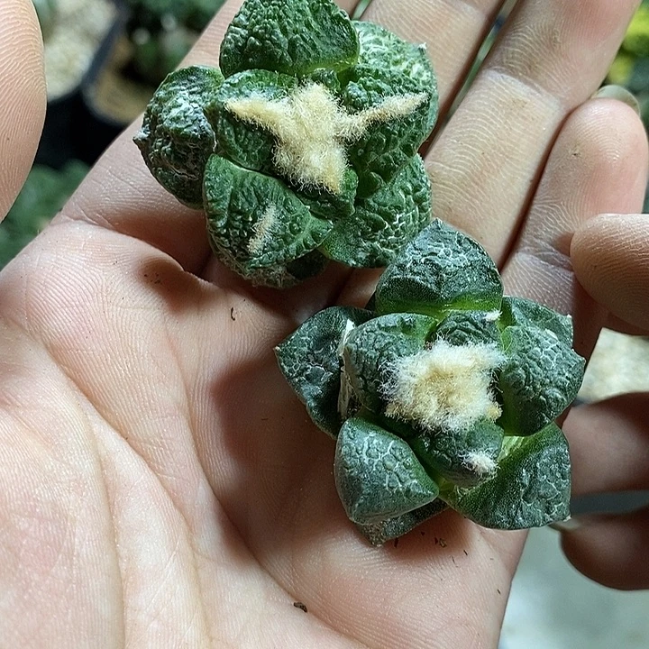 处理苗落龟甲和连牡丹已出根。555号