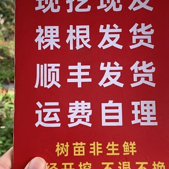 长***涵吊坠文玩核桃玉玺四棱