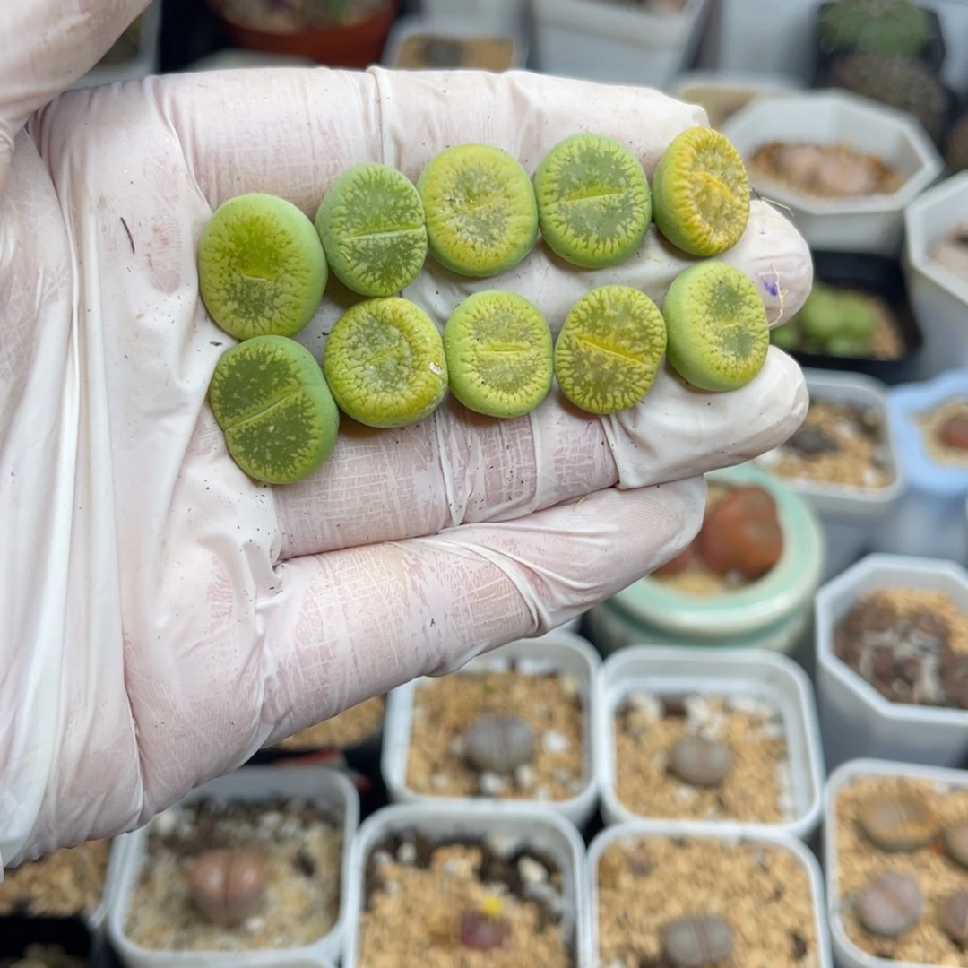 多肉植物一物一拍73