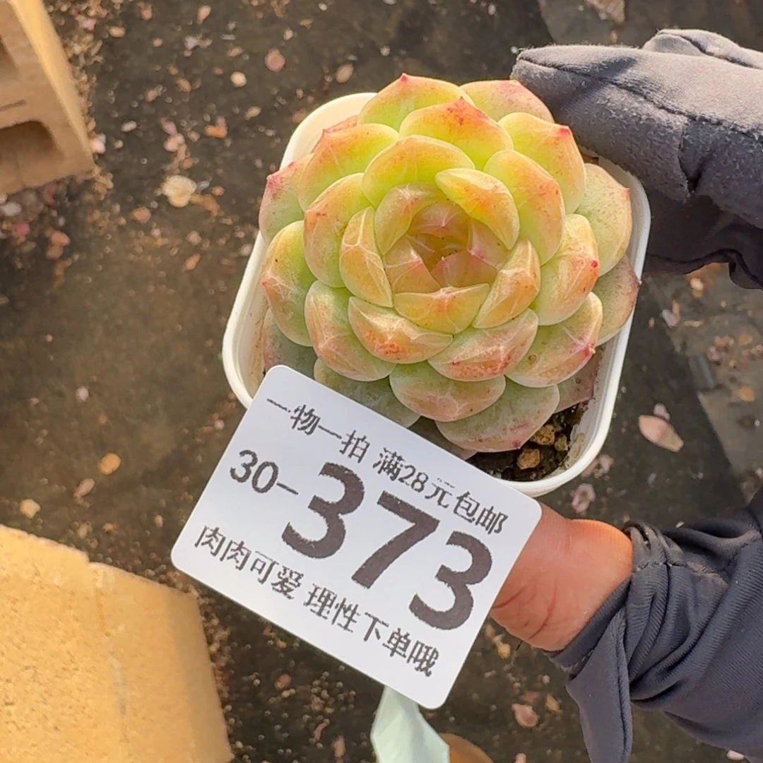 无尽灯无盆土发货无