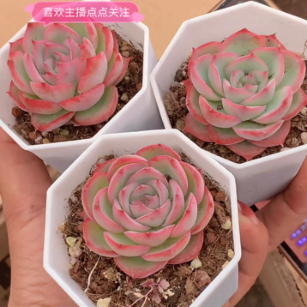 （满5元包邮）  侧影 4cm  多肉 实物以直播间为准