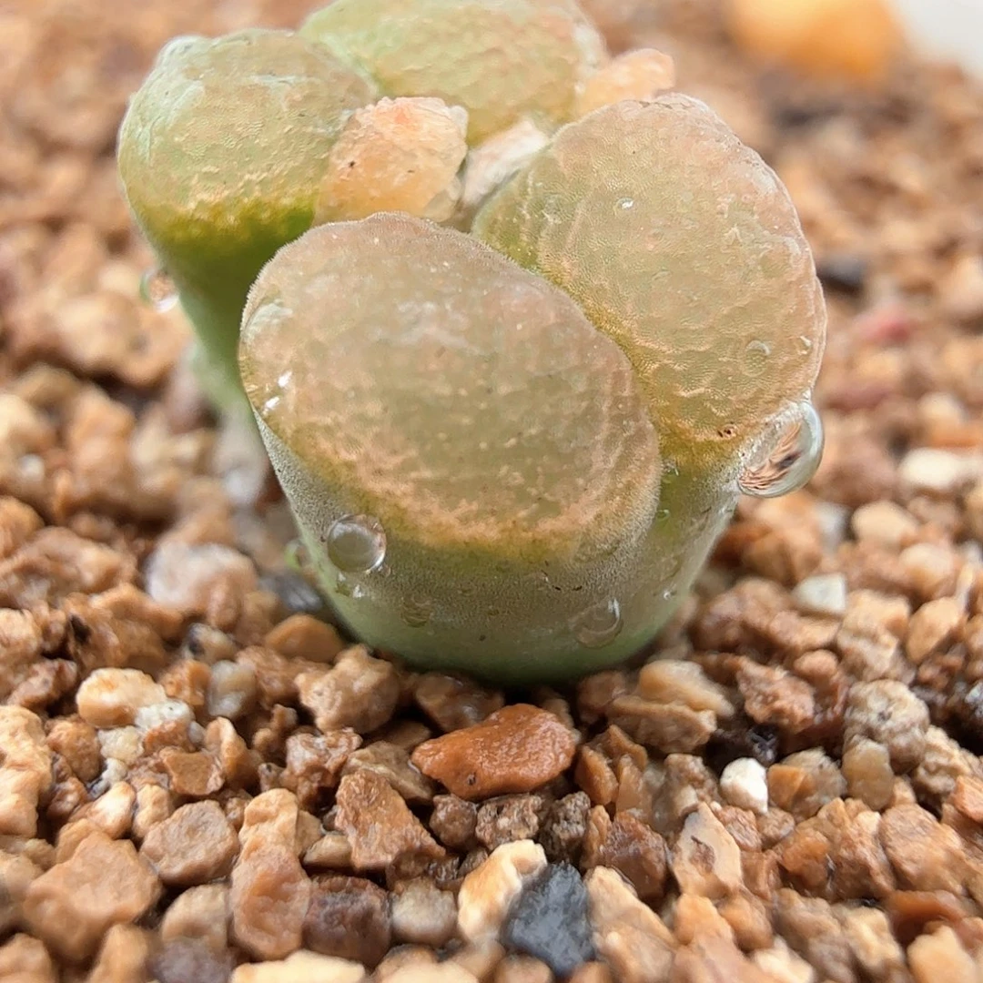 3.20.128/好看的风铃/尺寸小