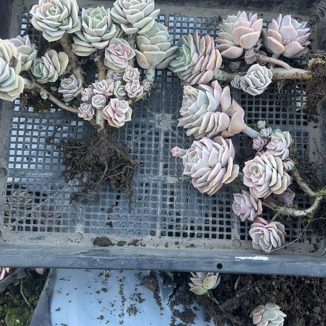 诗*732不售后3颗