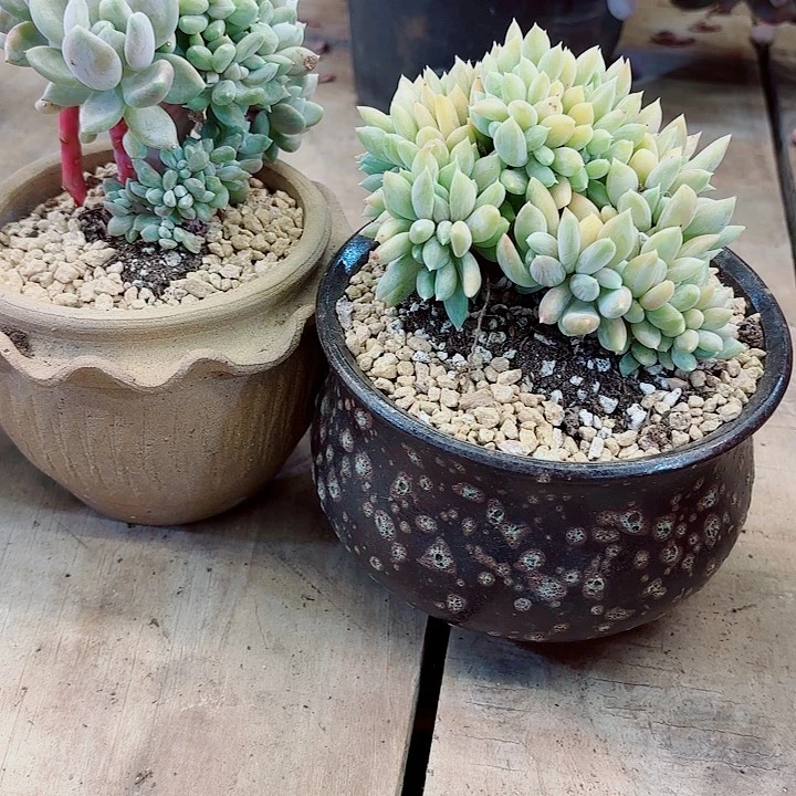 胖美人缀化精品多肉