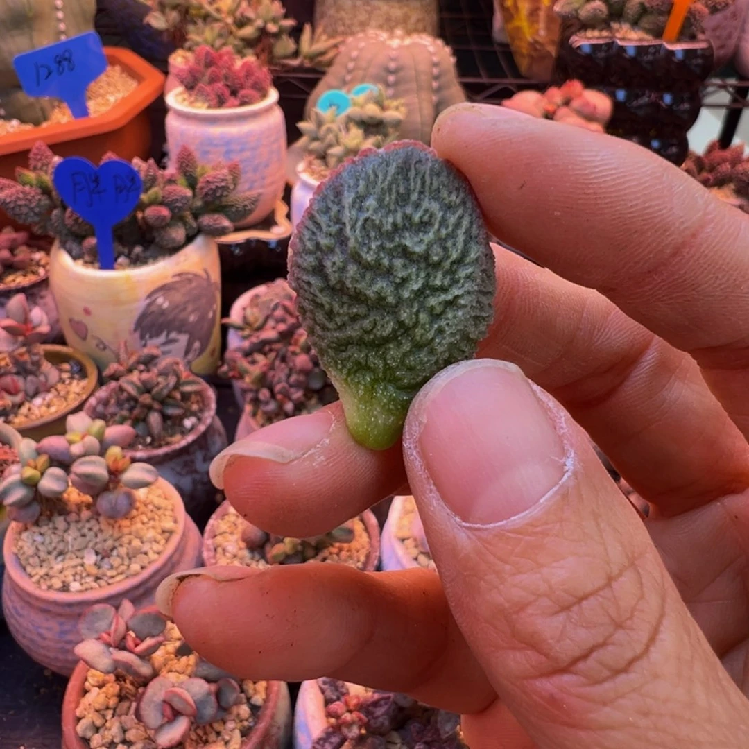 简***单好吧好嘛好吧我的宝我