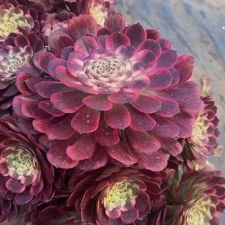 精品黑金刚墨娅老桩捧花亏本福利