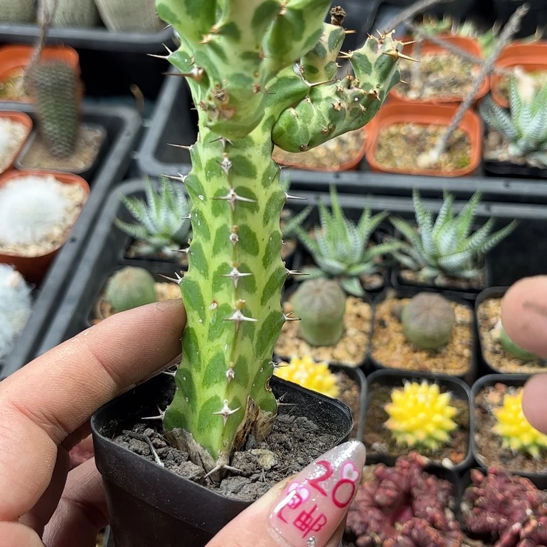 诗读麒麟有根发货有根