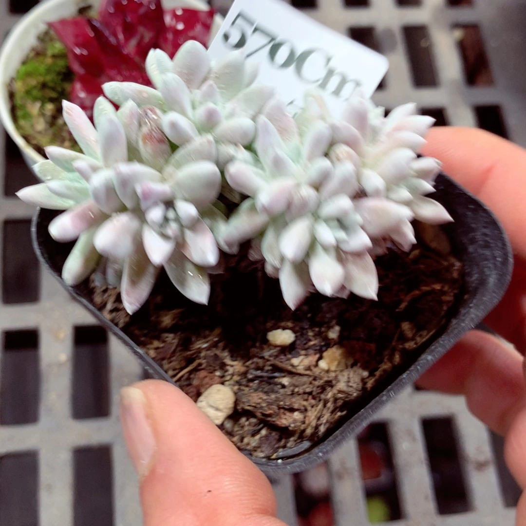 5厘米盆精控多肉570